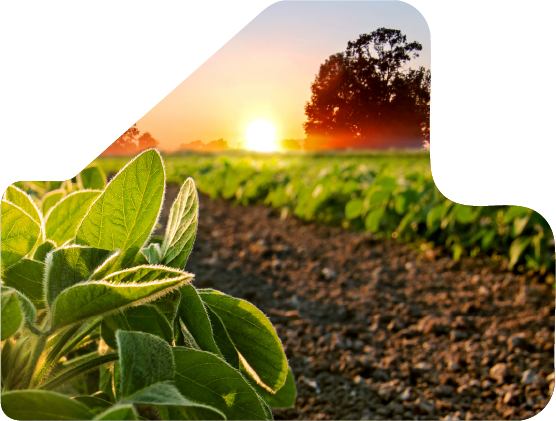 Imagen de cultivo en el campo