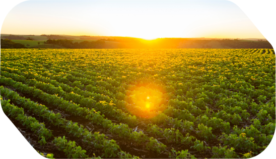 Imagen de cultivo en el campo